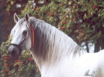 Galopon