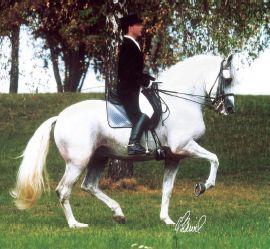 Galopon Dressurreiten